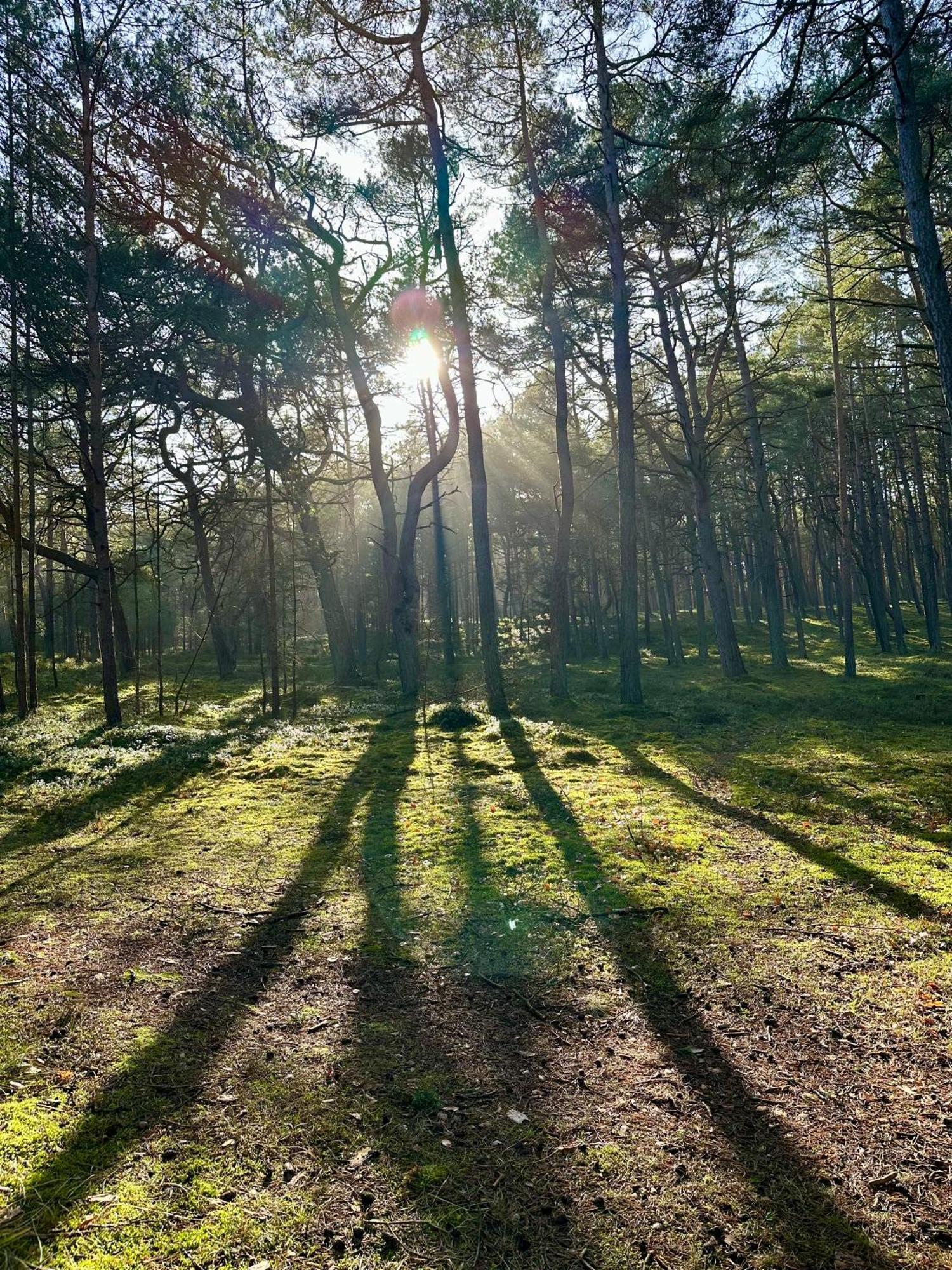 Nadmorska Sosna * Mrzezyno